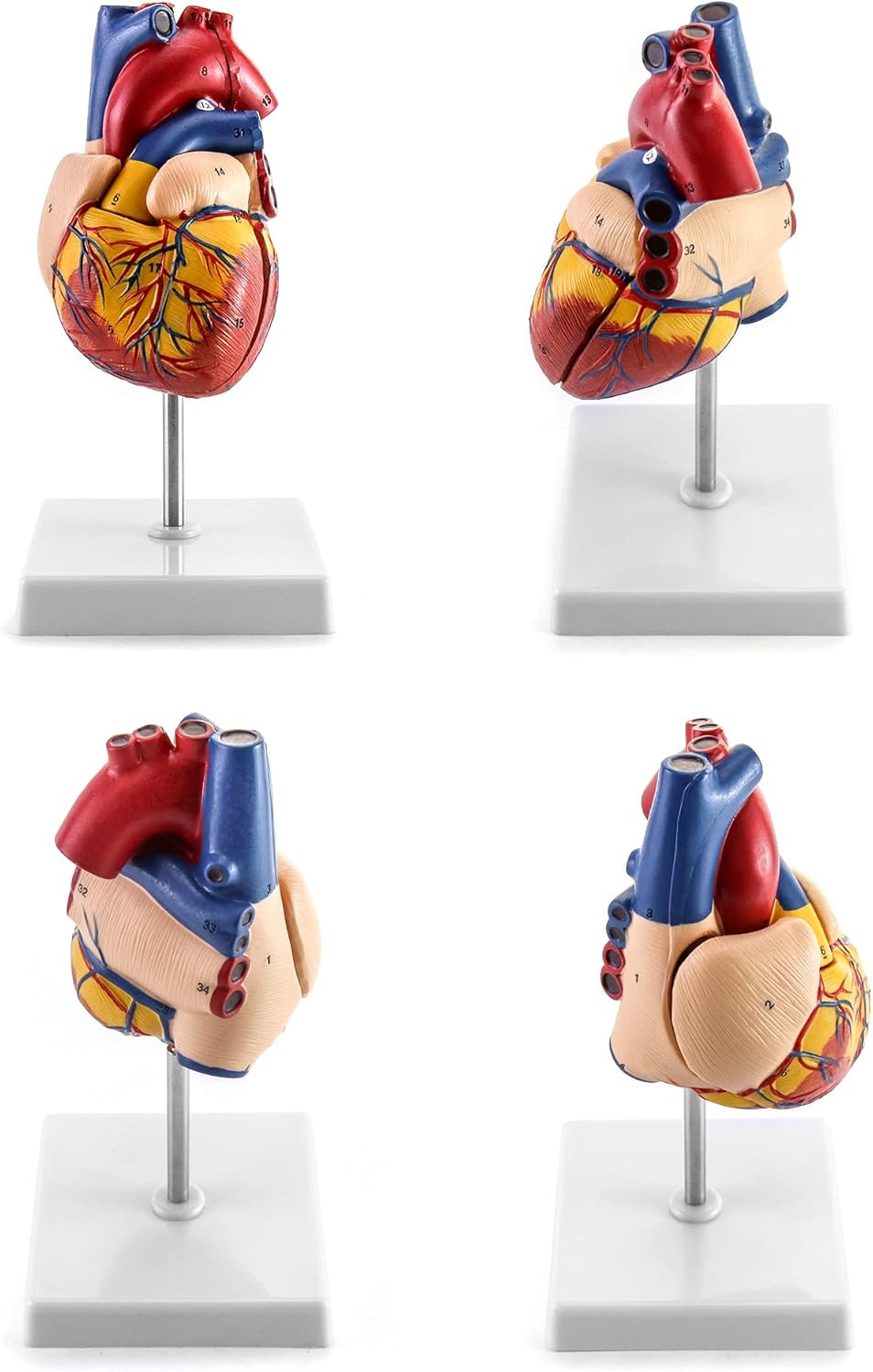 Anatomisches Herzmodell, 2 Stück, lebensgross, 2 Pcs