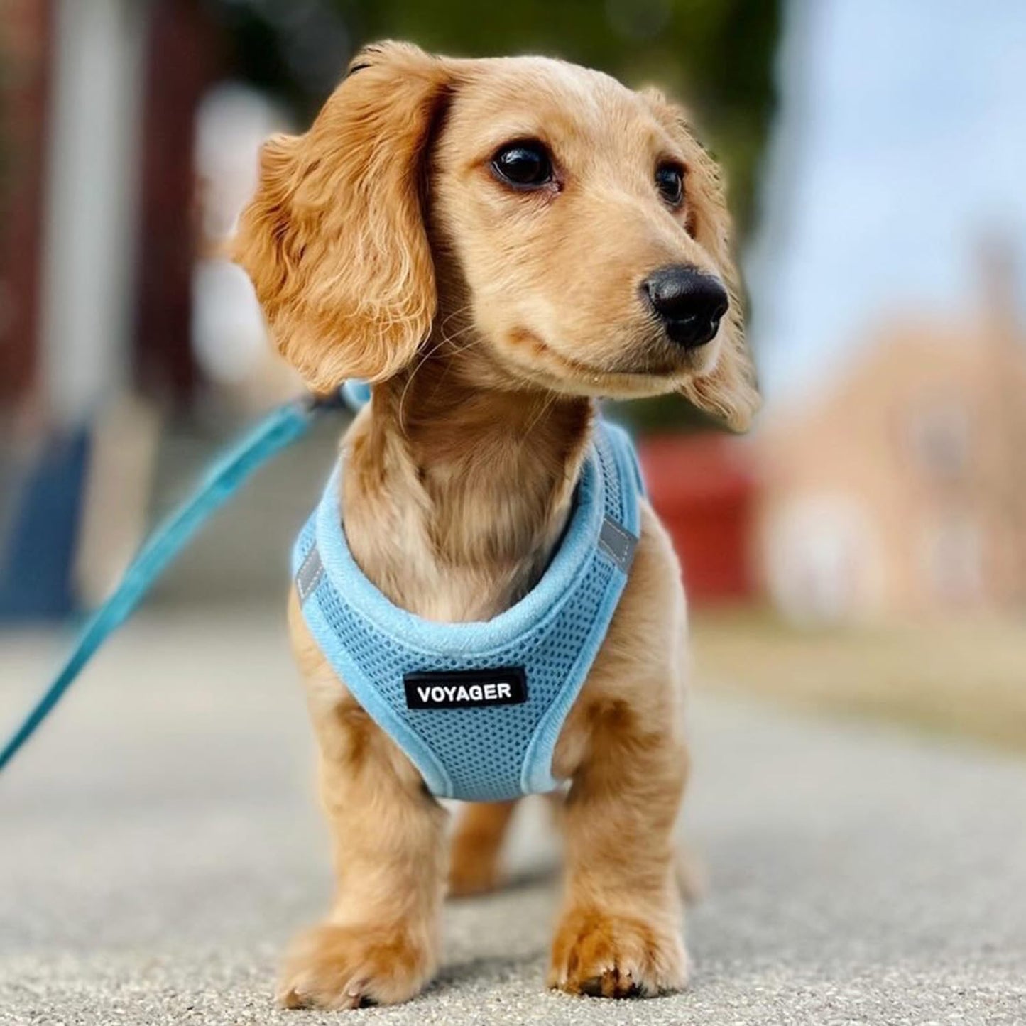 Voyager Hundegeschirr, M (Chest: 16 - 18") Babyblau mit passendem Saum