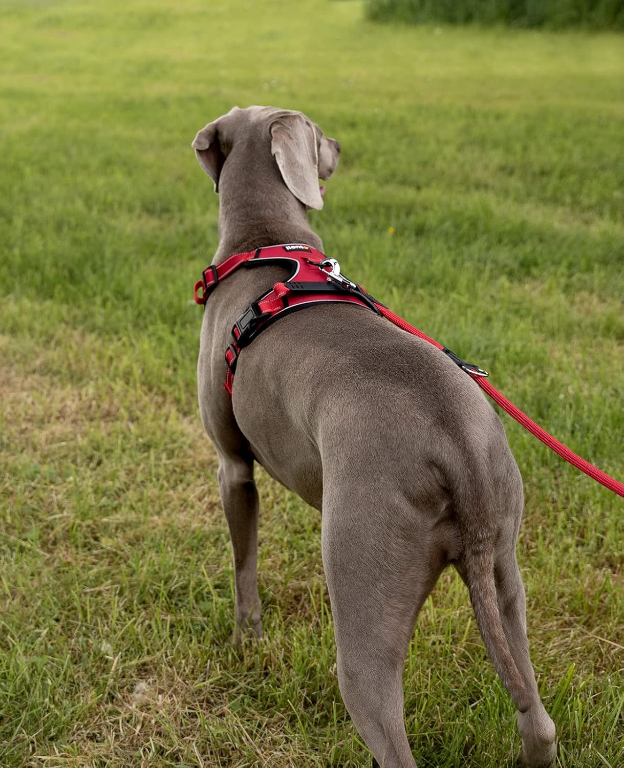 Reflektierendes Anti-Zug Hundegeschirr, L Rot