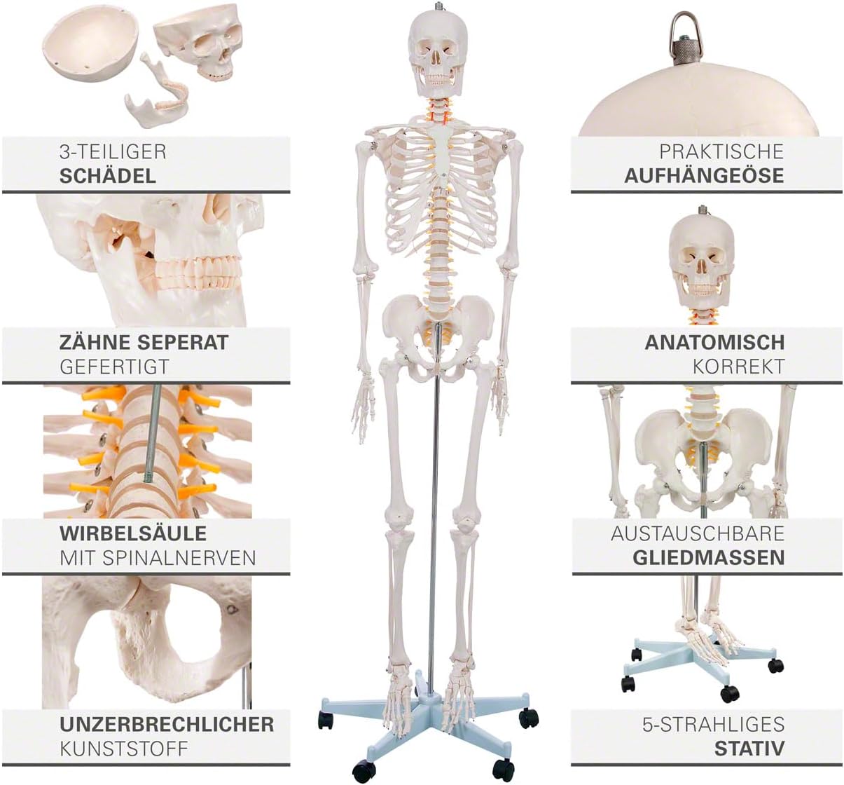 Lebensgrosses menschliches Skelett-Modell für Anatomie-Studien