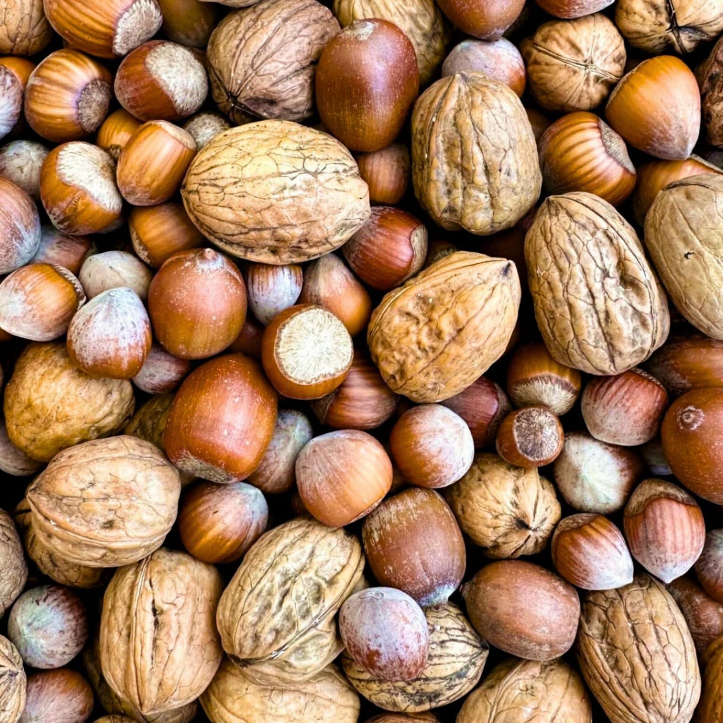 Nüsse-Mix für Eichhörnchenfutter mit Haselnüssen und Walnüssen mit Schale