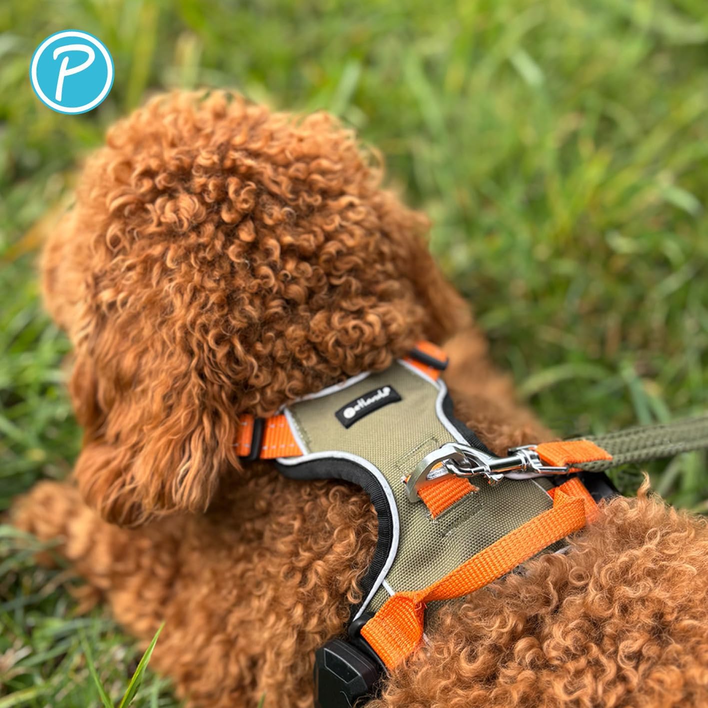 Hundegeschirr Magnetech mit Magnetschnalle und Griff, reflektierend, Olive/ Orange XL
