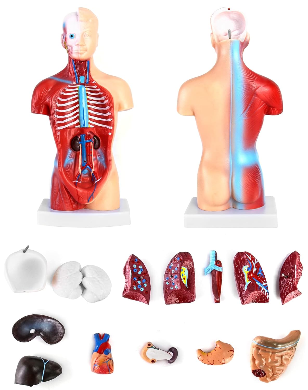 15-teiliges Anatomie Modell-Set mit herausnehmbaren Organen