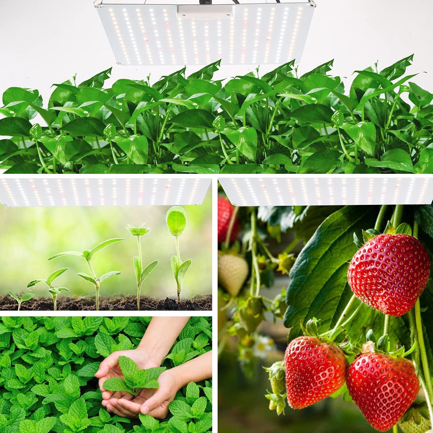 Grow Light