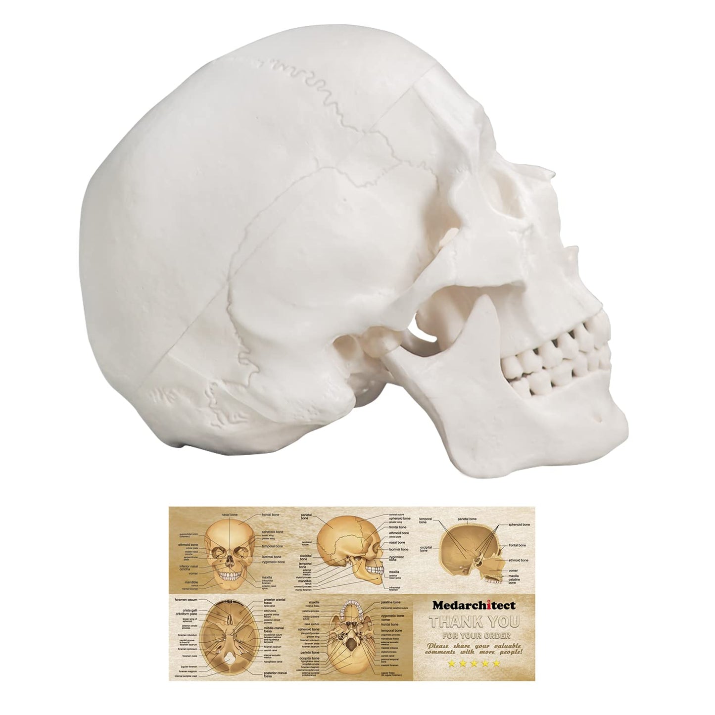 Anatomisches Schädelmodell mit abnehmbarer Schädeldecke, Weiss