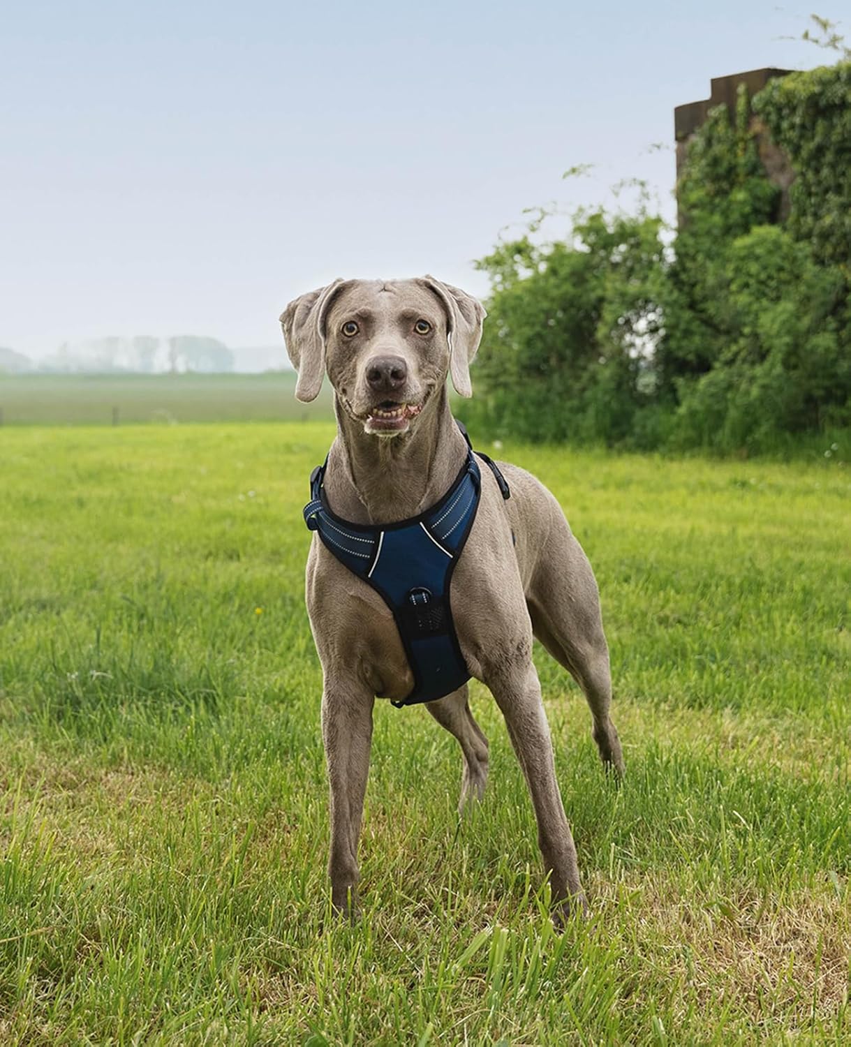 Gepolstertes Hundegeschirr, L / Blau
