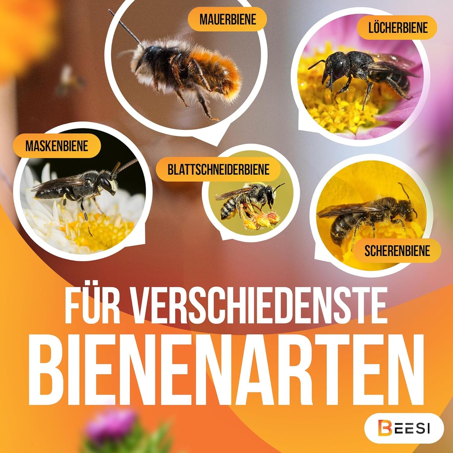 Bambusrohre für Insektenhotel