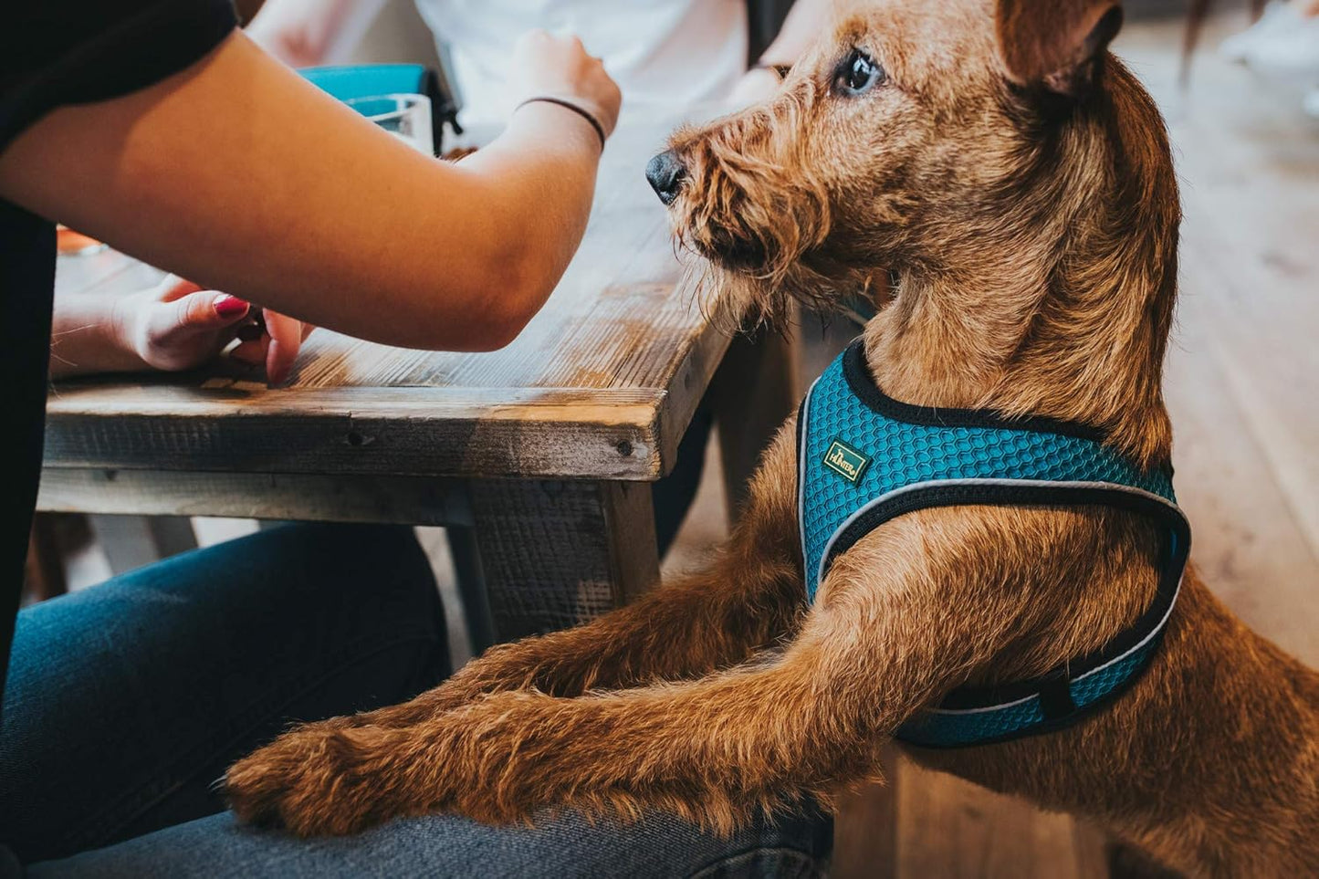 Hundegeschirr Hilo Comfort, türkis XXS