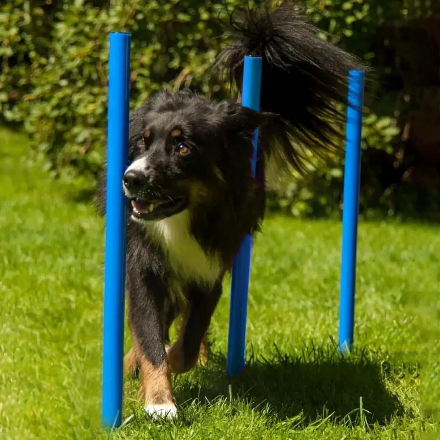 Agility Hundetraining-Set mit Hürden & Slalomstangen, Set ohne Tunnel