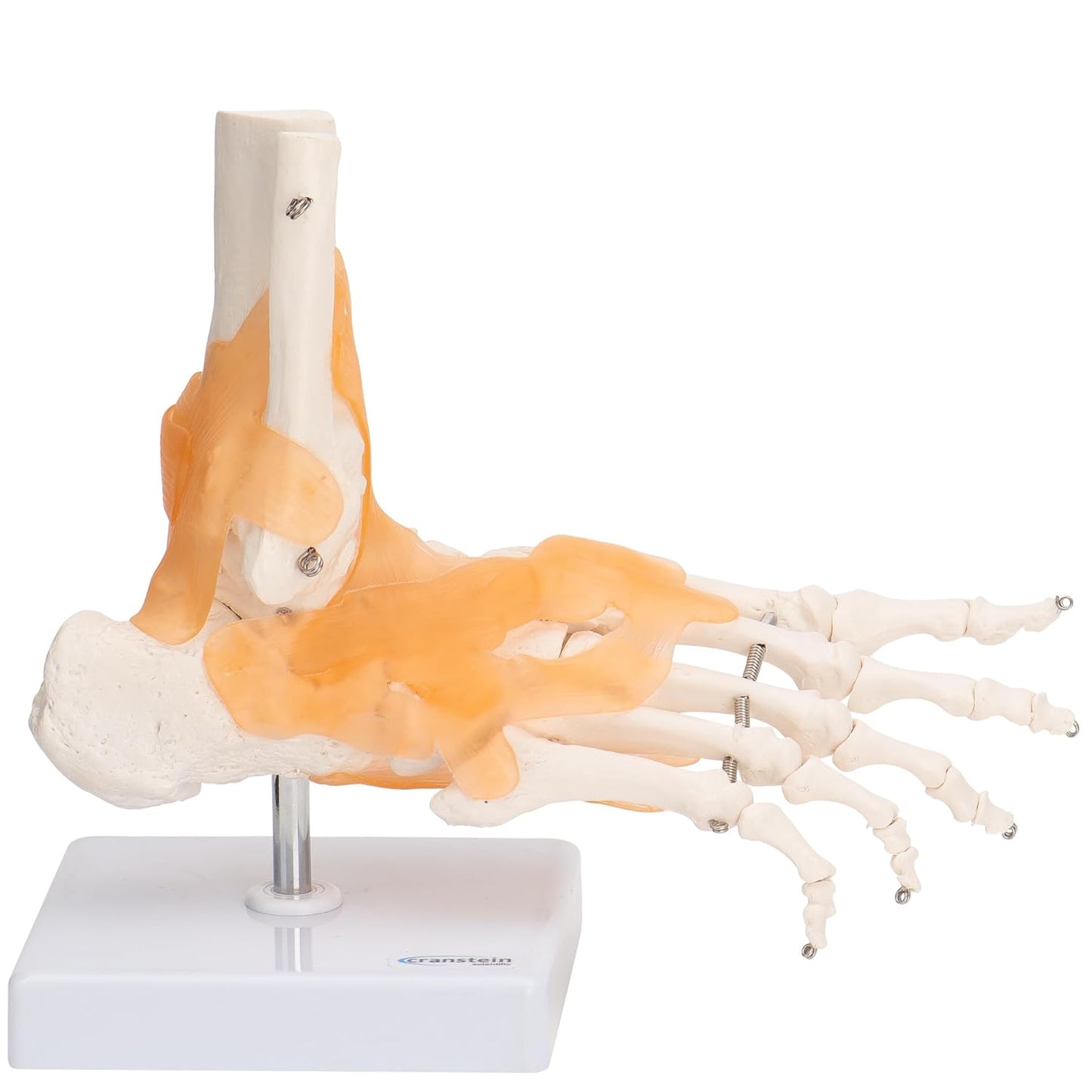 Lebensgrosses Fussskelett mit Schien- und Wadenbeinansatz, Mit Ligamenten