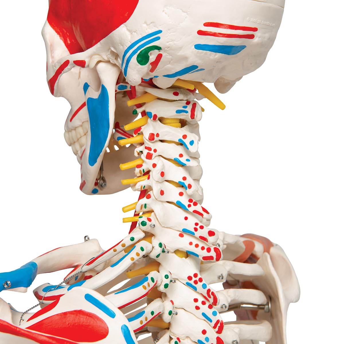Menschliches Anatomie-Skelett mit Muskeldarstellung, mit Muskeldarstellung