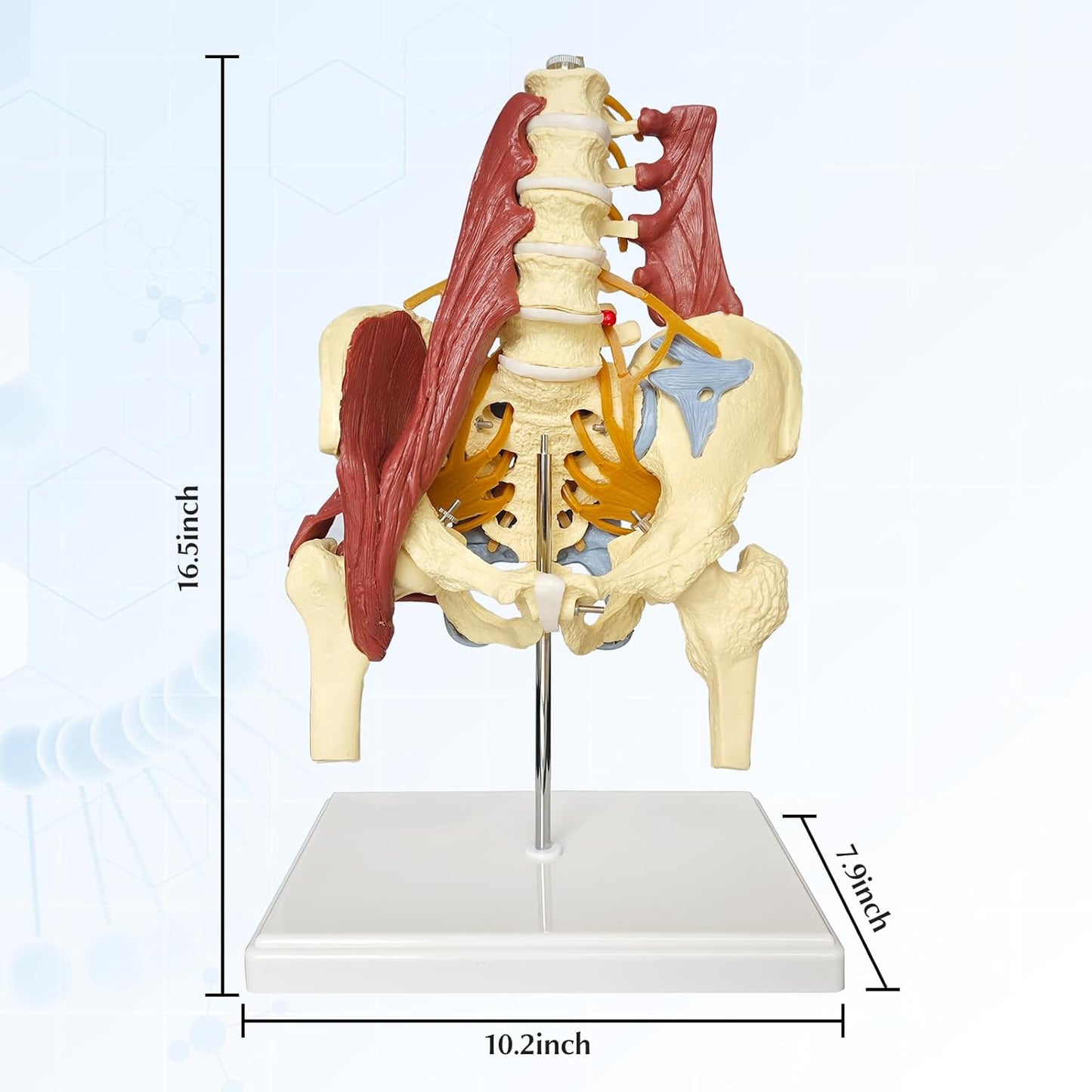Anatomisches Beckenmodell mit Lendenwirbelsäule, Beckenmodell Mit Lendenwirbelsäule
