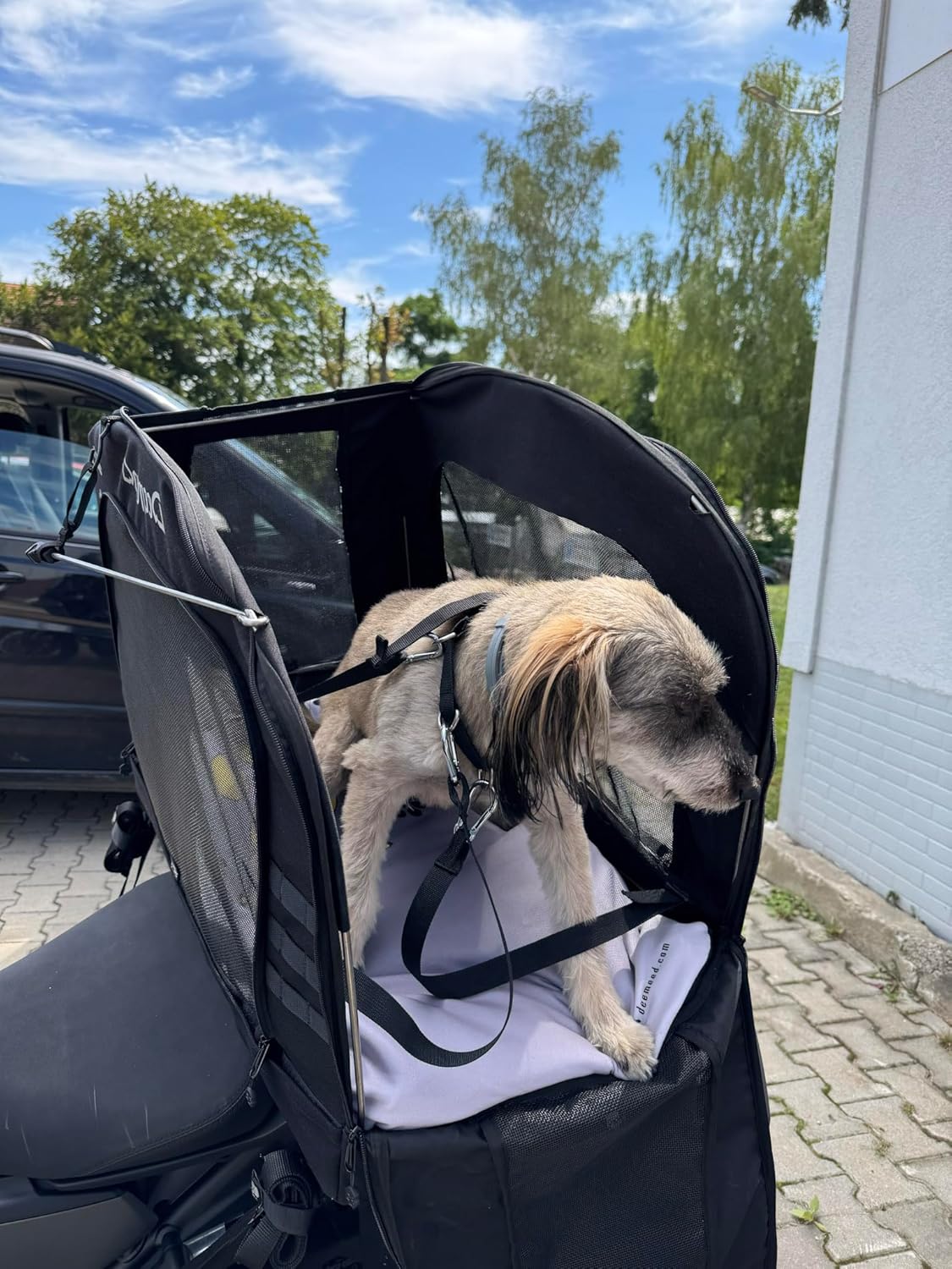 Motorrad-Haustiertasche für Hunde und Katzen, XL (bis zu 36 kg)