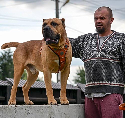 Brustgeschirr - Maximus, XXL- für einen Brustumfang von 95 cm bis 145 cm - Braun