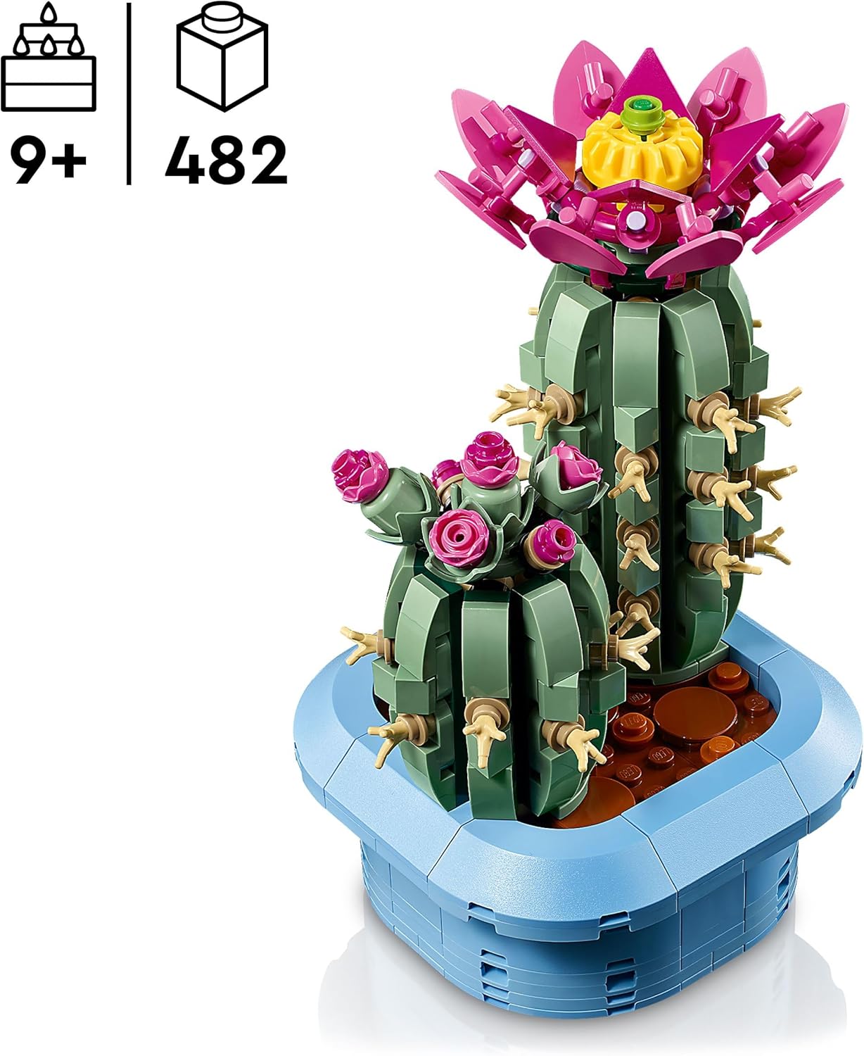 Blühender Kaktus, Flowering Cactus 11509