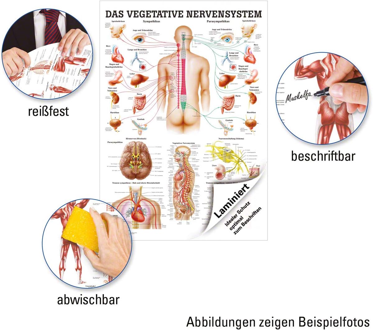 Das vegetative Nervensystem Lehrtafel, mit Laminierung, Single