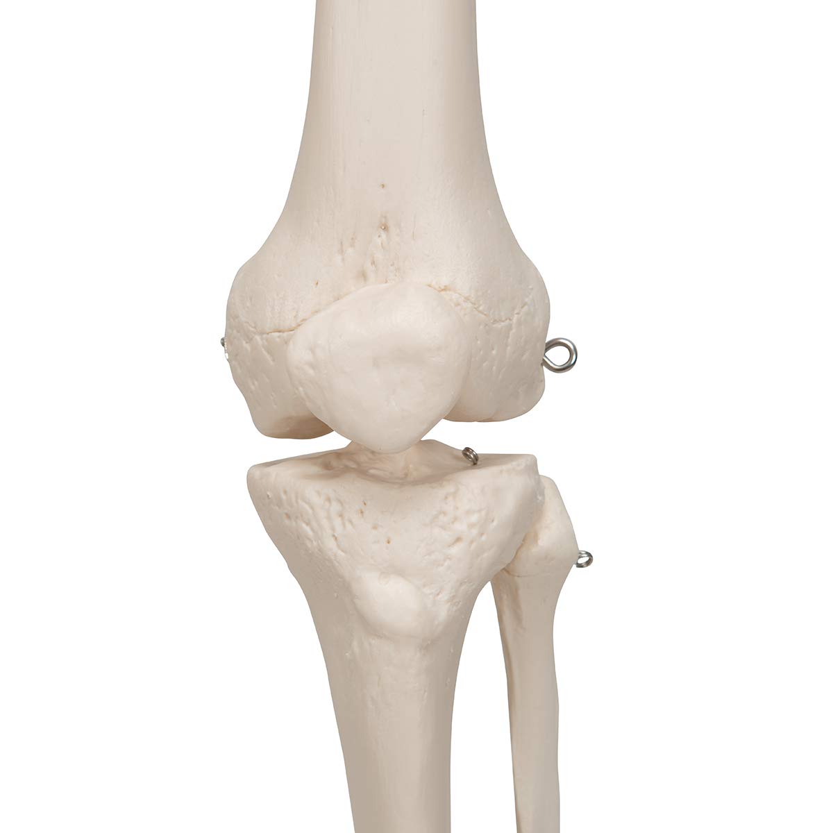 Anatomie Skelettmodell mit Metallstativ (5 Rollen), Metallstativ mit 5 Rollen