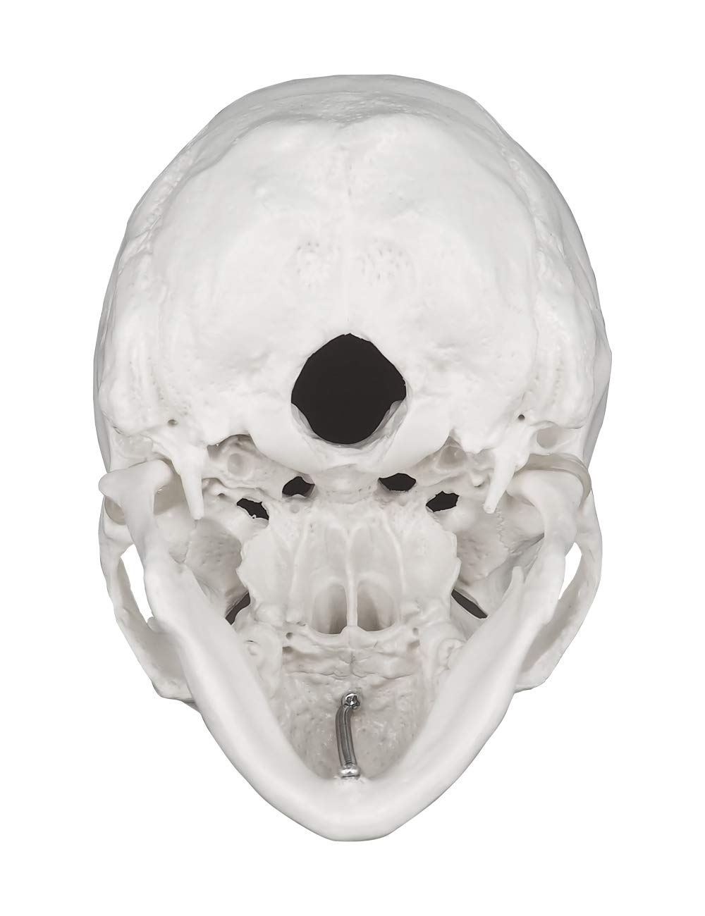 Anatomisches Schädelmodell mit abnehmbarer Schädeldecke, Weiss