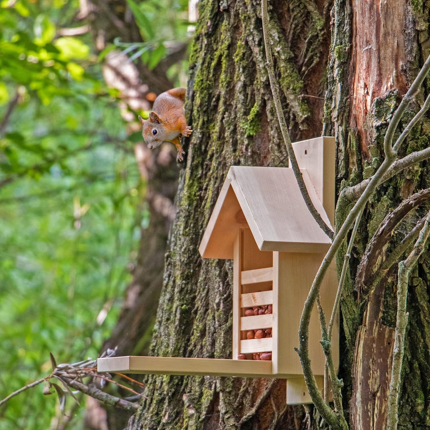 Eichhörnchen-Futterhaus aus Zirbenholz