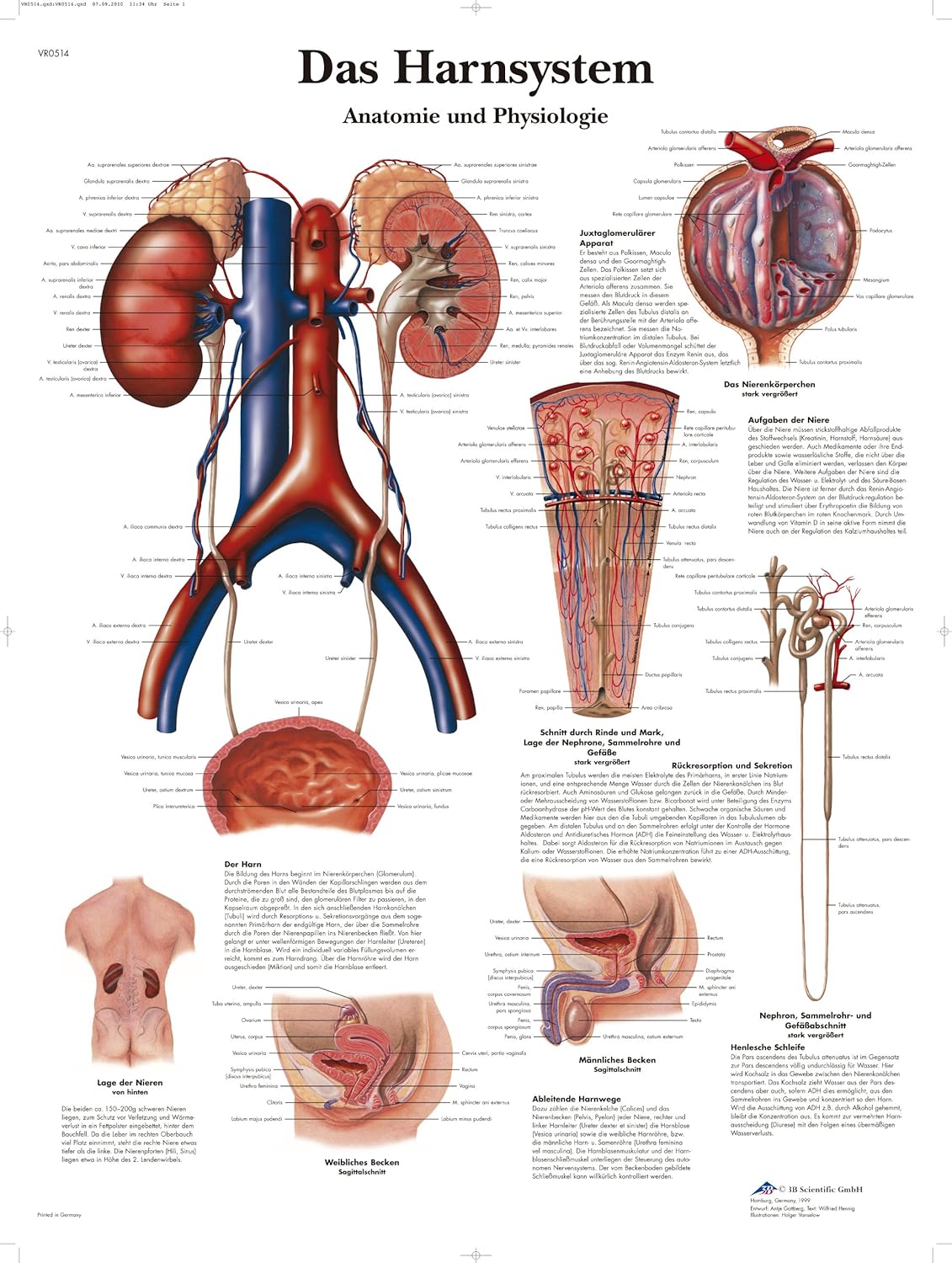Lehrtafel: Das Harnsystem - Anatomie und Physiologie, Papier