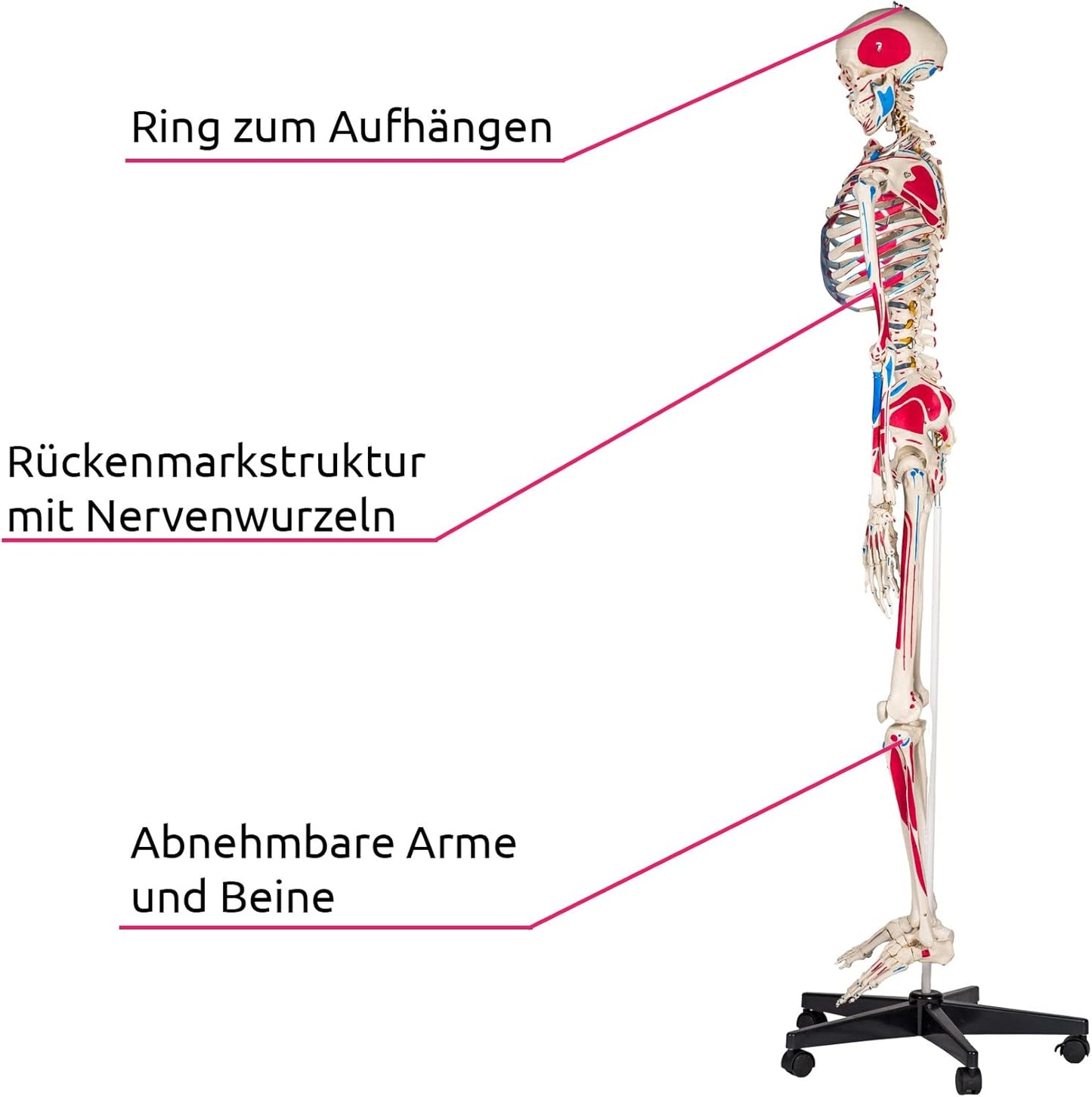 Anatomie Skelettmodell mit Muskelbemalung, Nr. 401755, Skelett mit Muskelbemalung | Nr. 401755