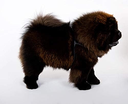 Ledergeschirr, Schwarz, 50-61 cm S
