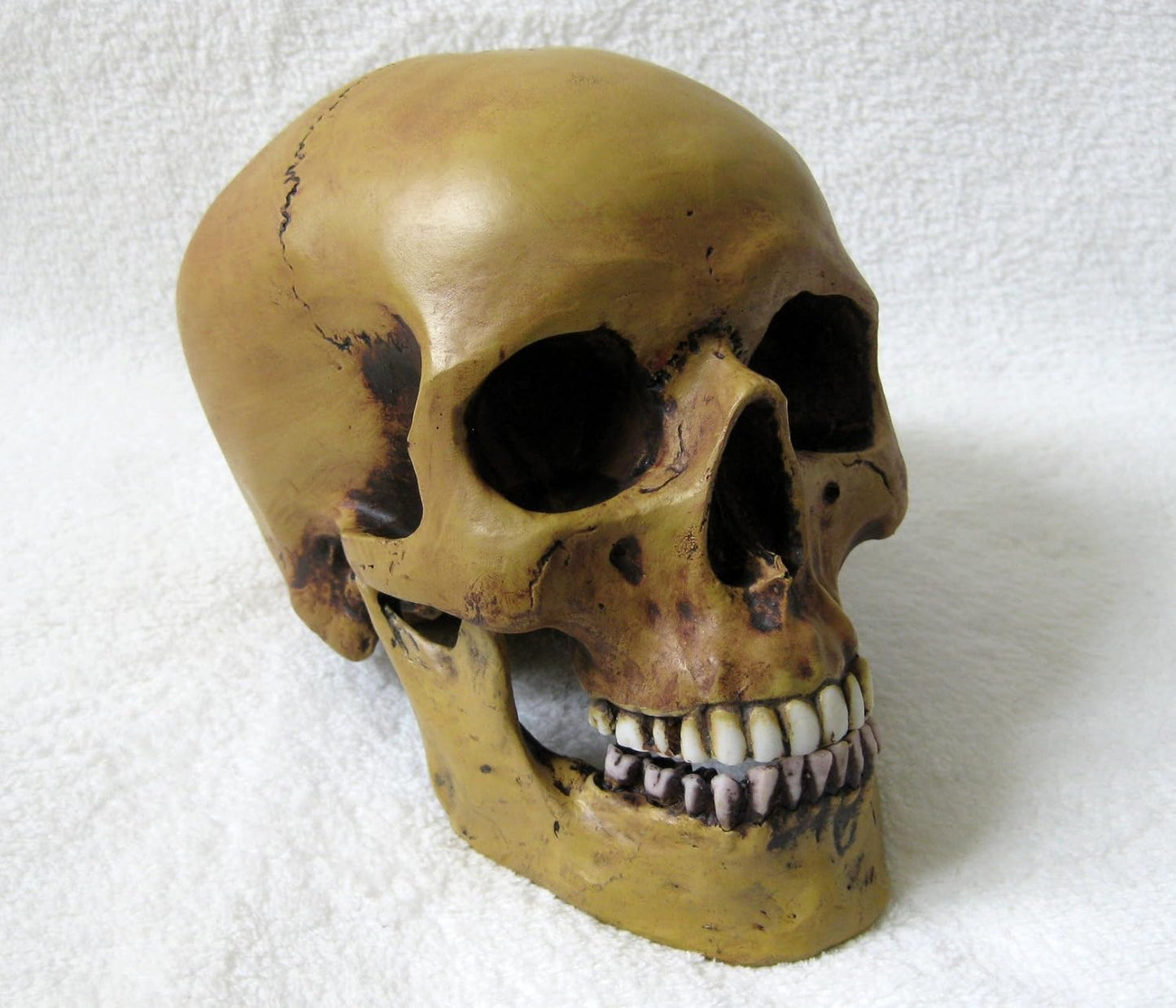 Anatomie-Schädel mit Unterkiefer Replik