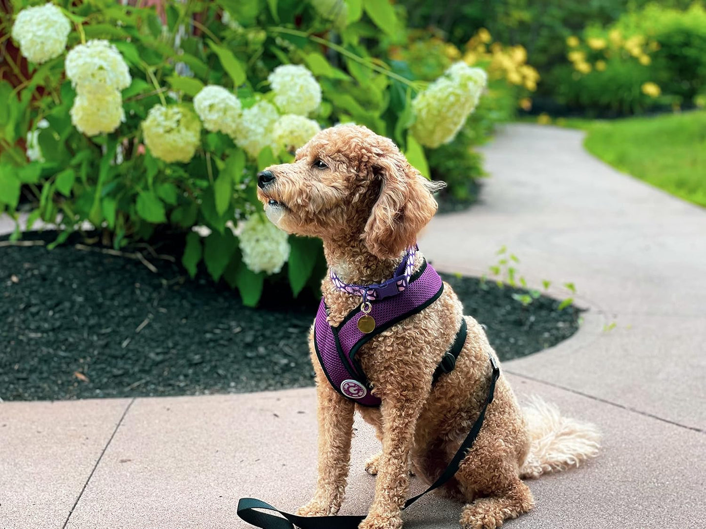 Comfort X Hundegeschirr, Small chest (9-13") violett