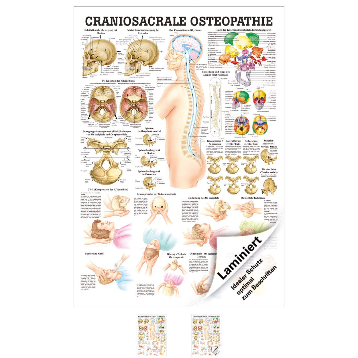 Anatomie-Tafel für Craniosacrale Osteopathie, laminiert