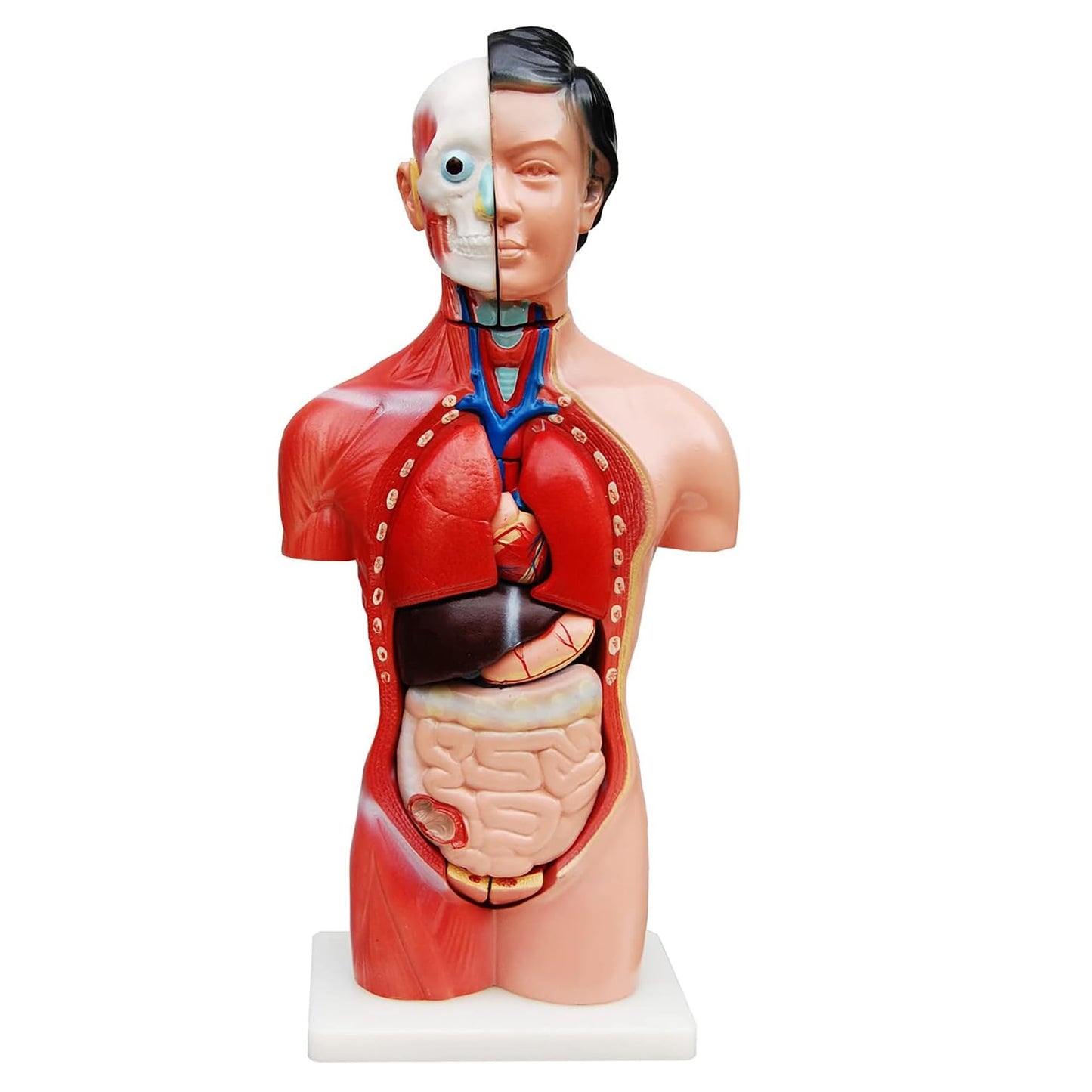 Anatomiemodell weiblicher Torso mit entnehmbaren Organen, Hautfarben
