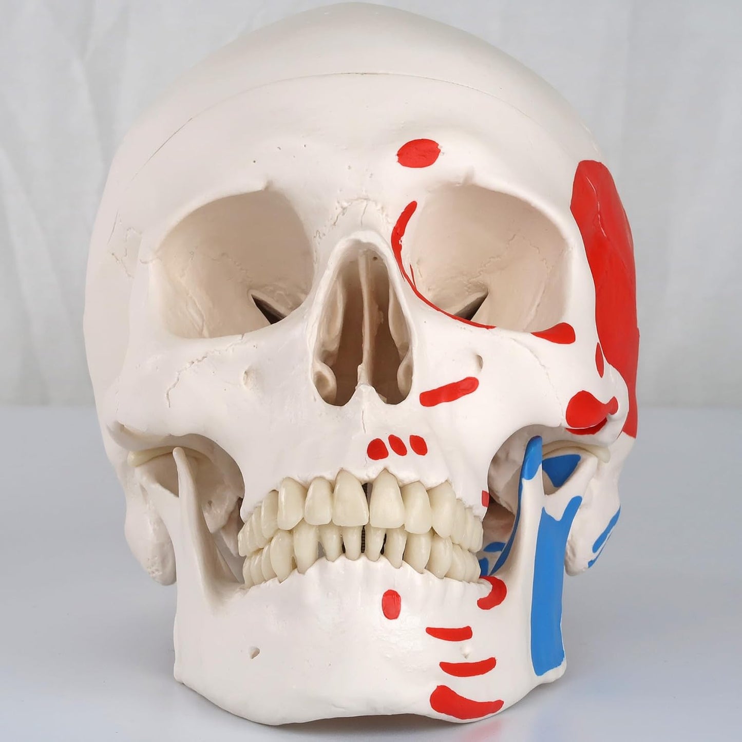Mini-Anatomie-Skelett mit flexiblen Gelenken, Modell Phil, Metallstativ mit Muskeldarstellung