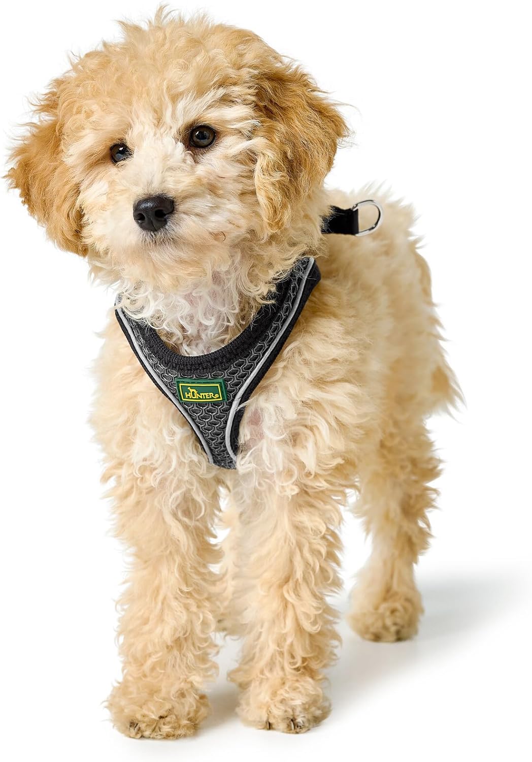 Hundegeschirr Hilo Comfort, anthrazit XXS-XS