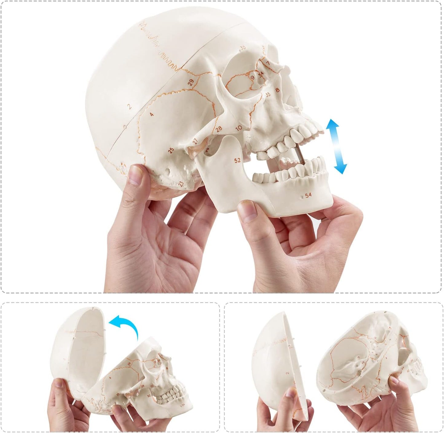 Anatomisches Schädelmodell mit Beschriftung