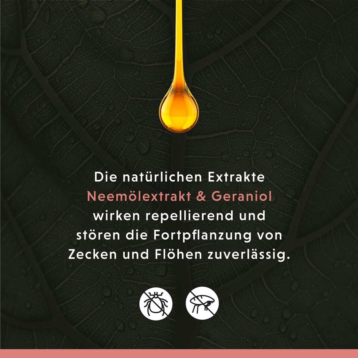 Anti-Zecken & Flohshampoo für Hunde mit Neem-Extrakt