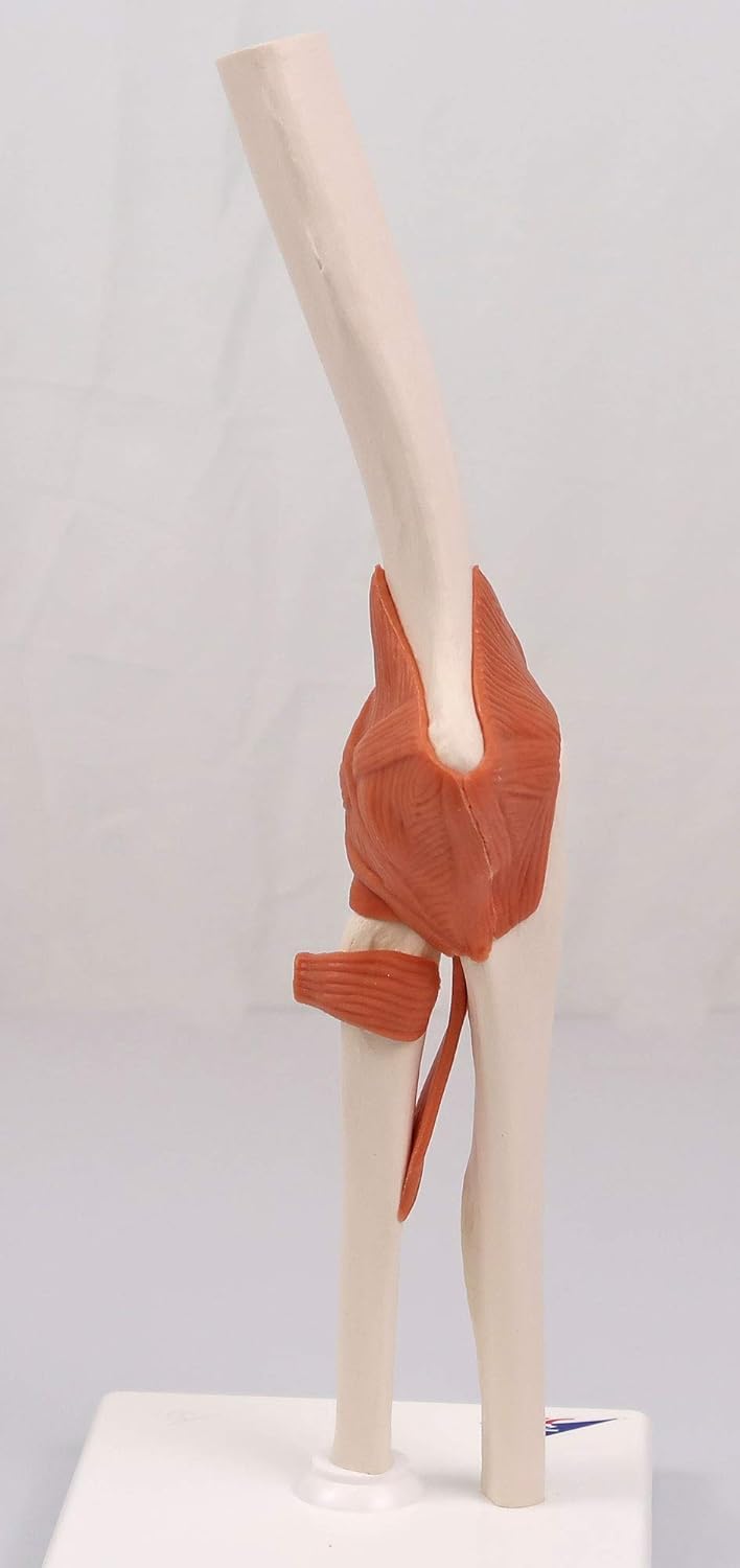 Smart Anatomy Ellenbogengelenk-Modell A83, Ellenbogengelenk