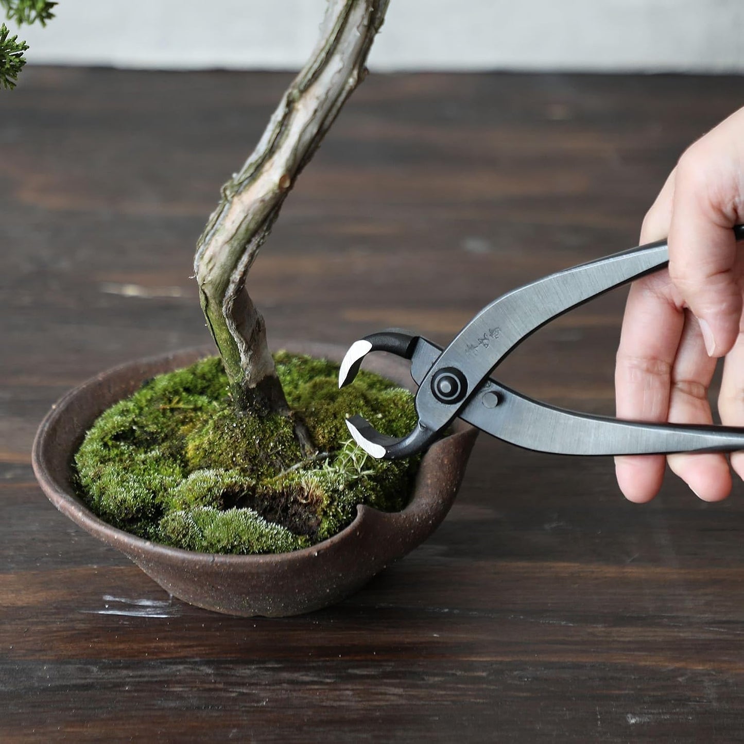 Bonsai-Wurzelzange