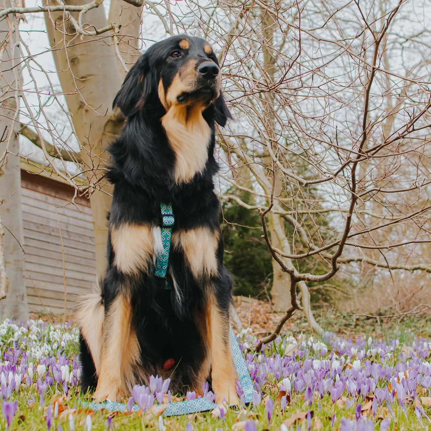 Hundegeschirr Retro Blue, S Retro Blue