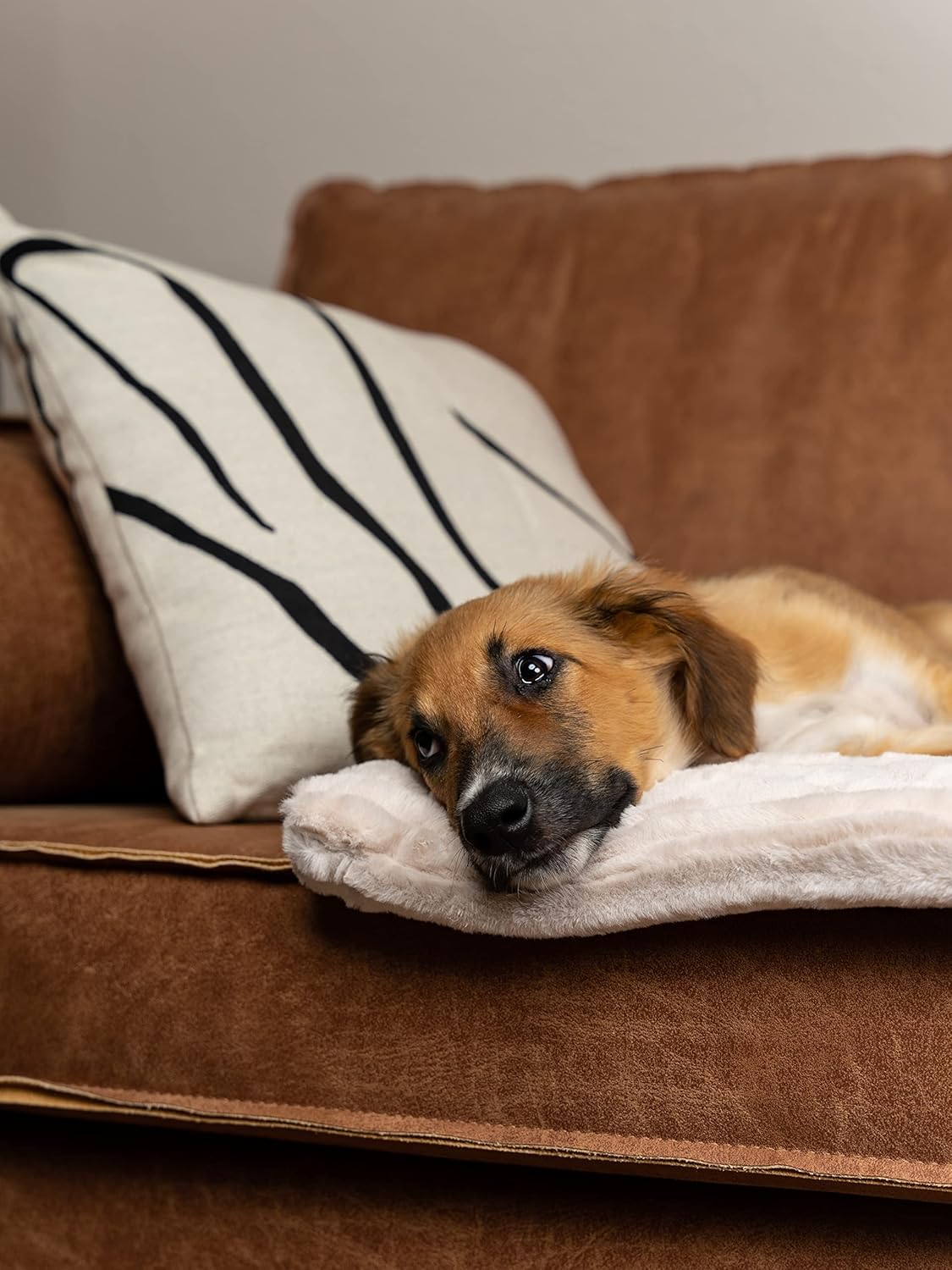 Harmony - Hundedecke, 75x55cm Creme