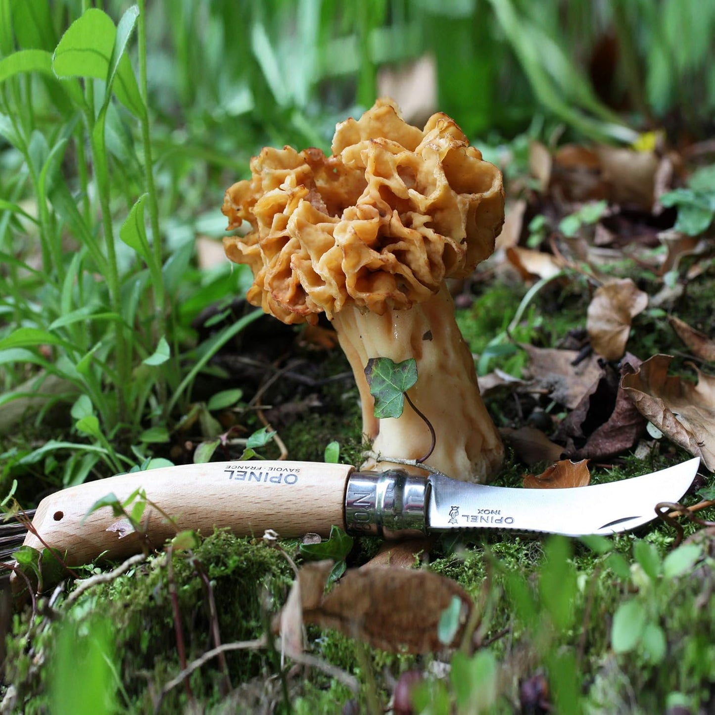 Pilzmesser mit Wildschweinborsten