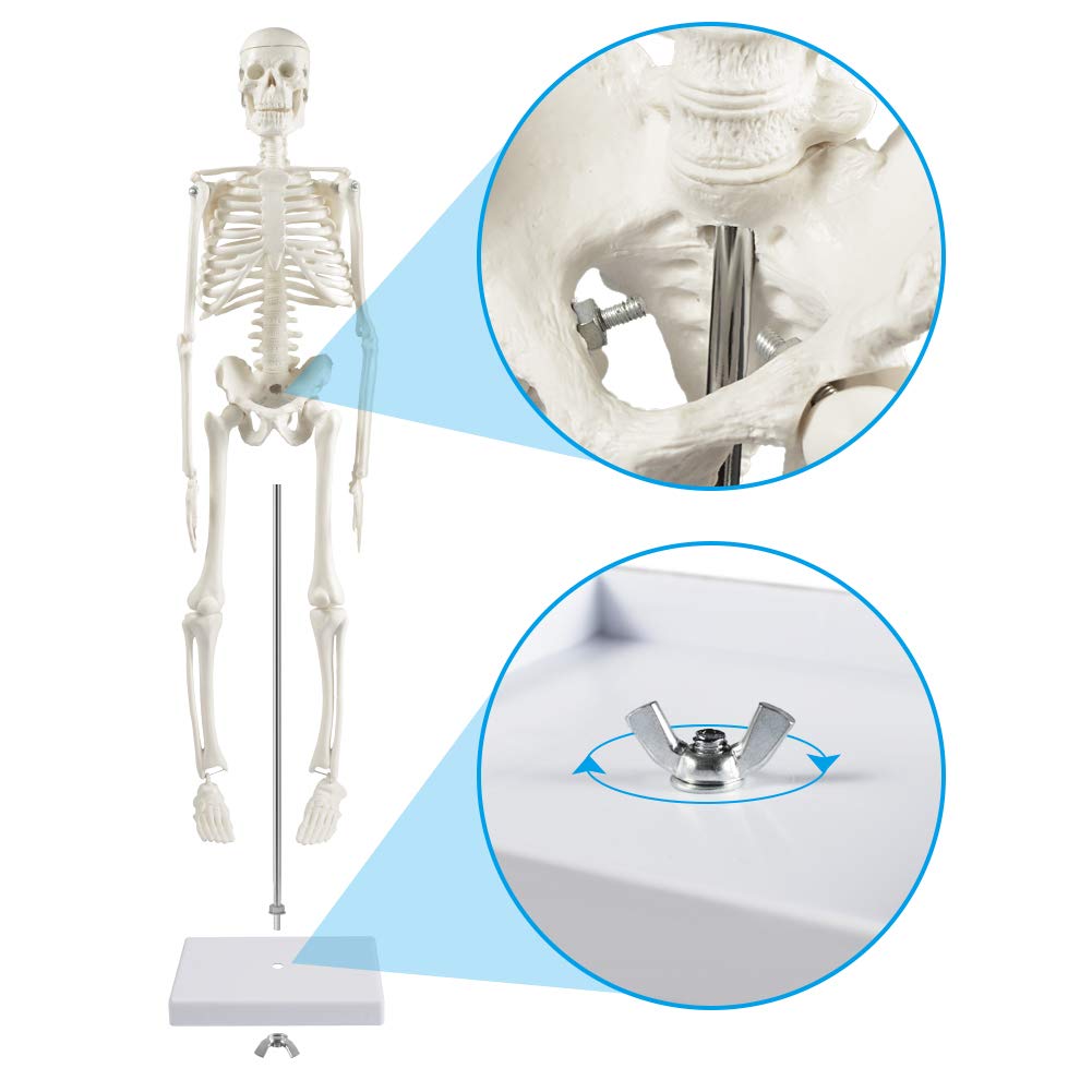 Anatomie-Skelettmodell 45 cm (beweglich), Modern