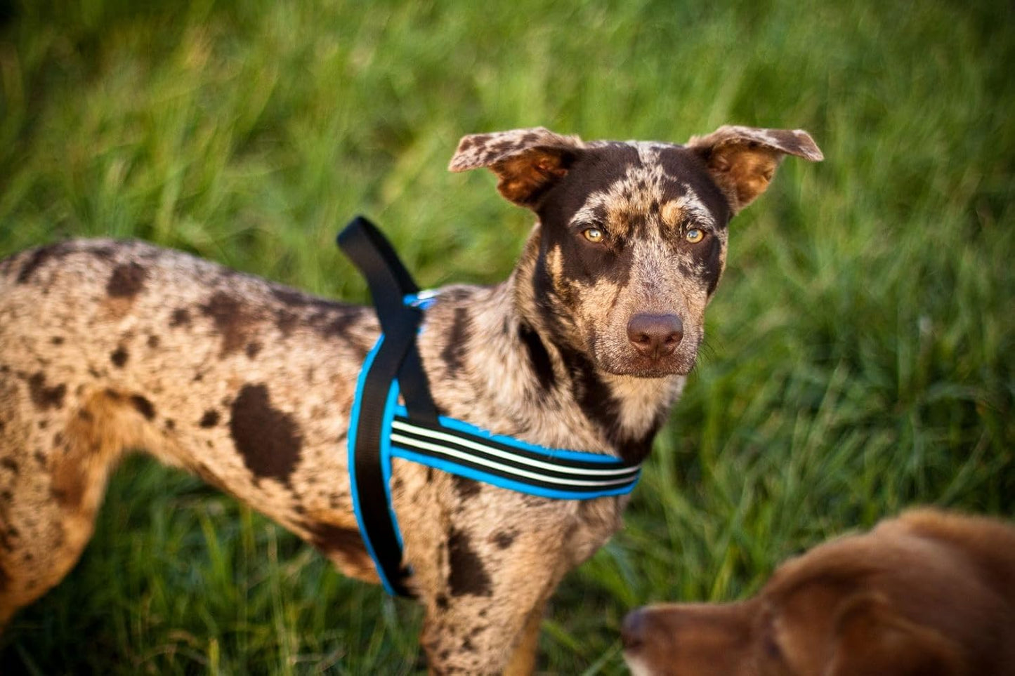 Sport-Hundegeschirr ComfortFlex, gepolstert, verstellbar, s, Violett