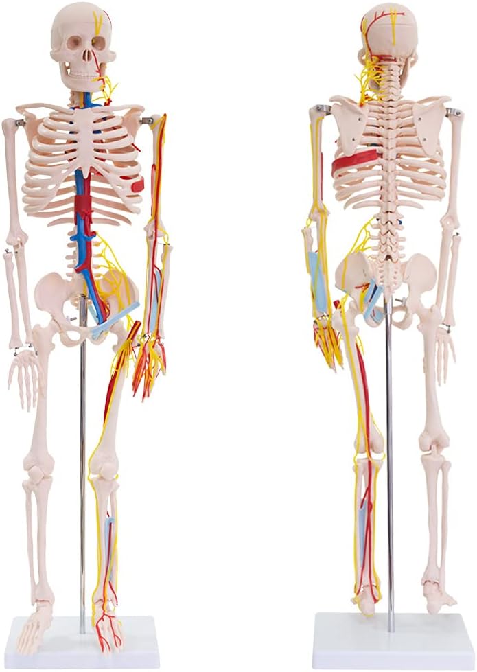 Anatomie Skelettmodell mit Nerven und Arterien