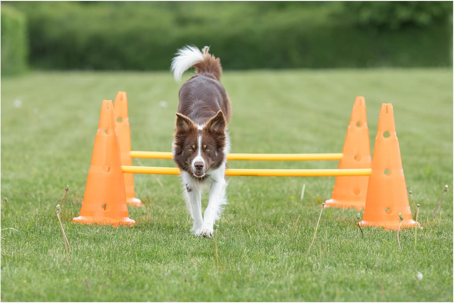 Dog Activity Hindernisse-Set, 3 St., ø 23 × 30 cm/78 cm