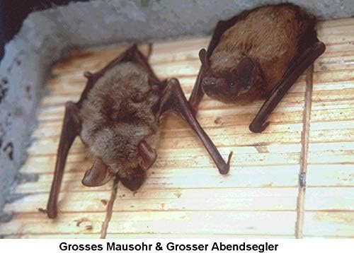 Fledermaus-Nistkasten