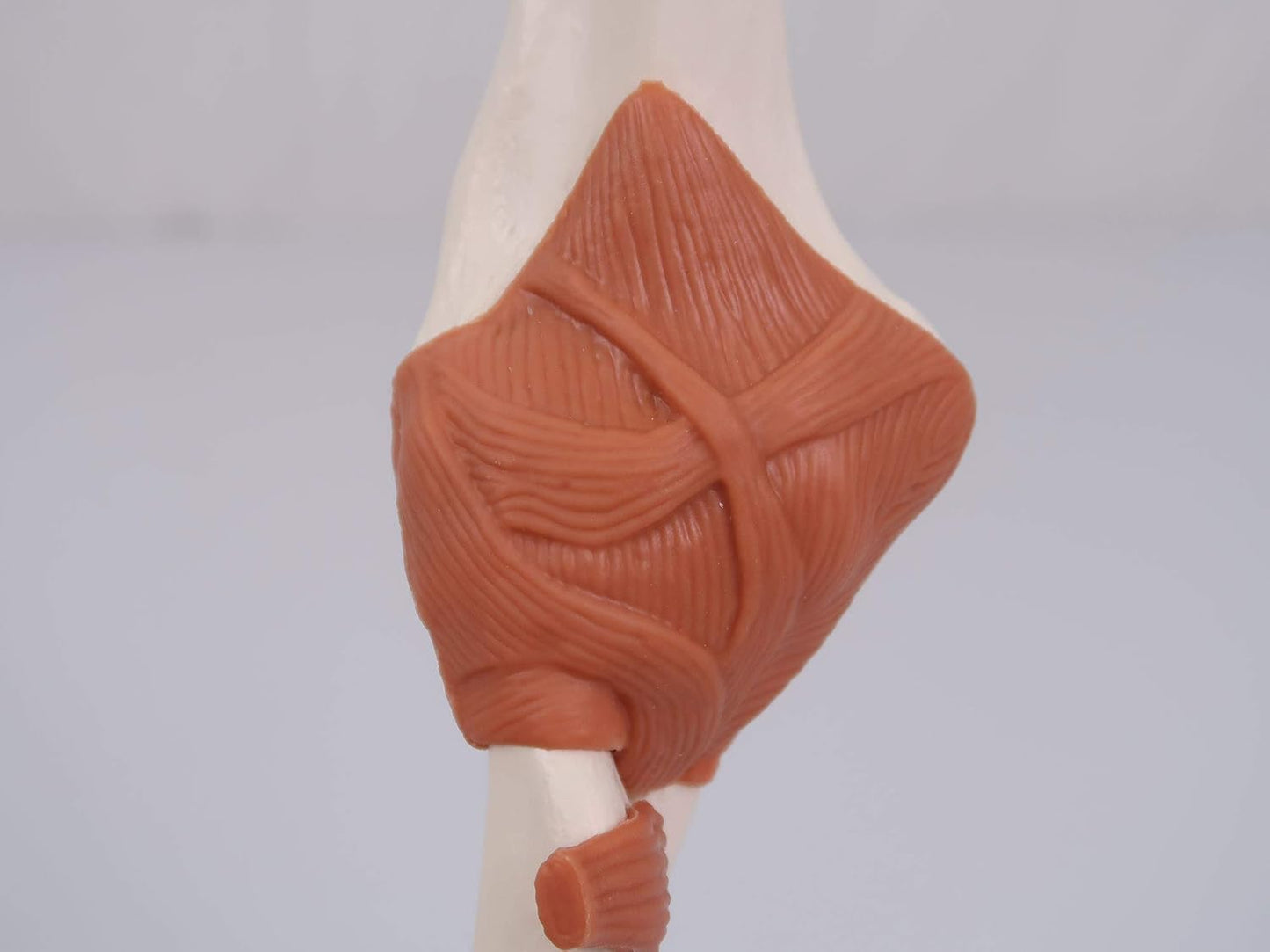 Smart Anatomy Ellenbogengelenk-Modell A83, Ellenbogengelenk
