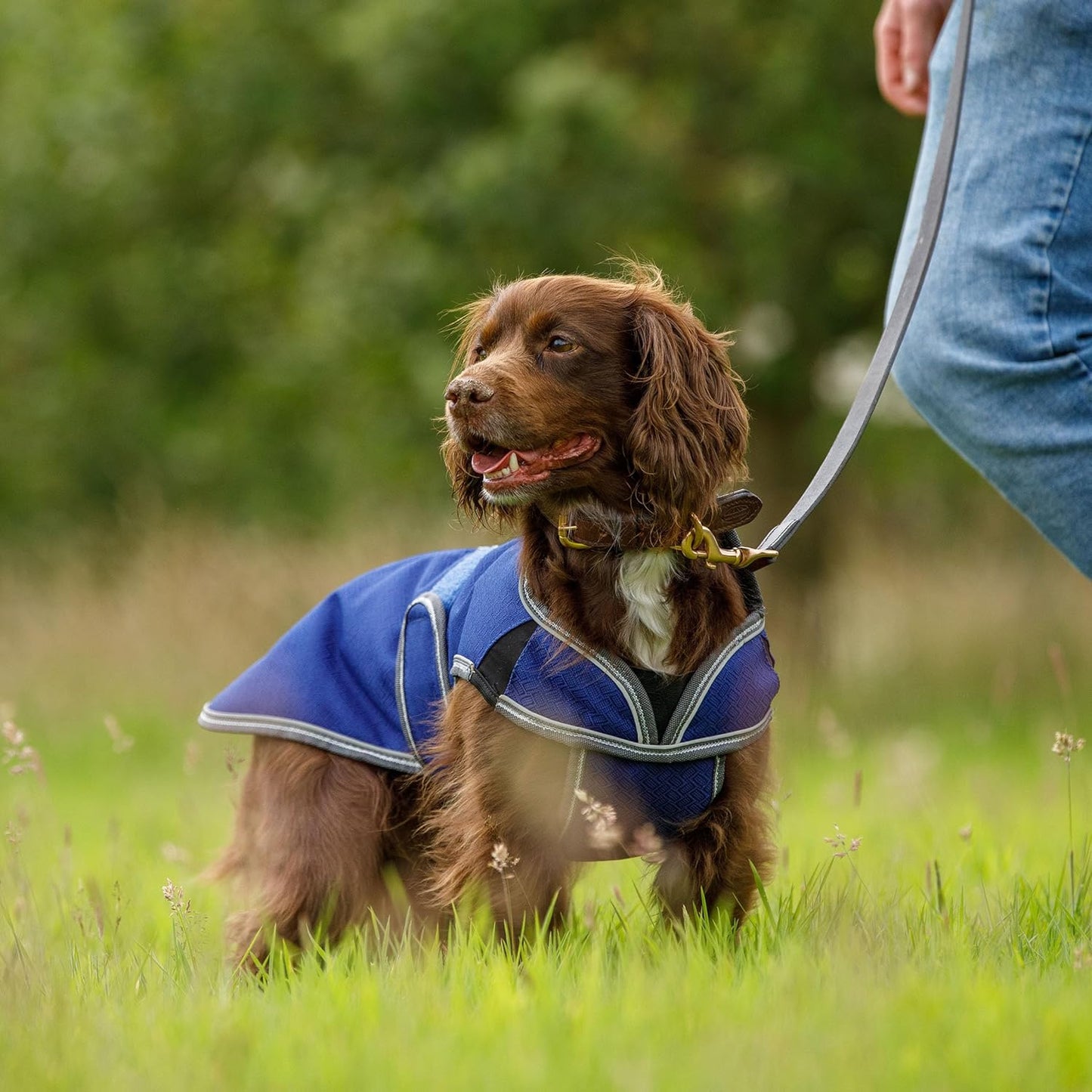 Comfitec Premier Hundemantel (30cm, 35cm), 35 cm