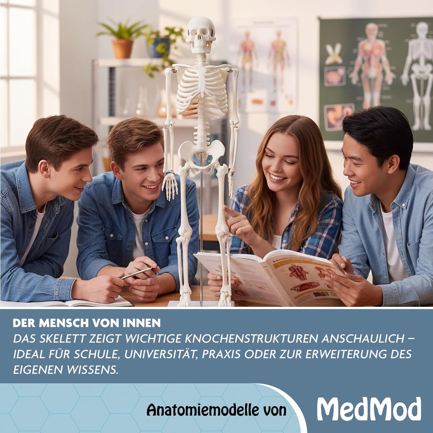 Detailliertes menschliches Skelettmodell mit beweglichen Extremitäten, 87 cm