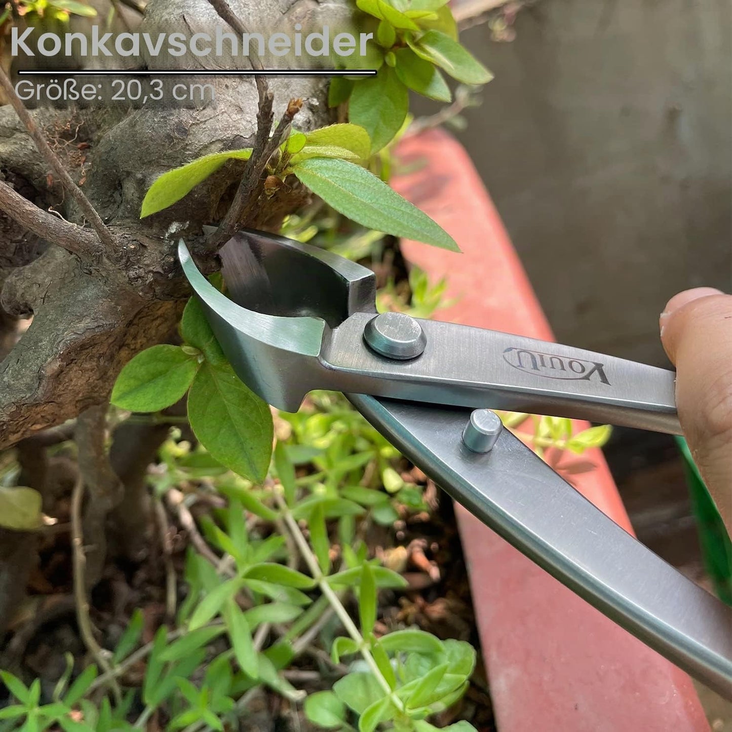 Konkaver Bonsai-Schneider