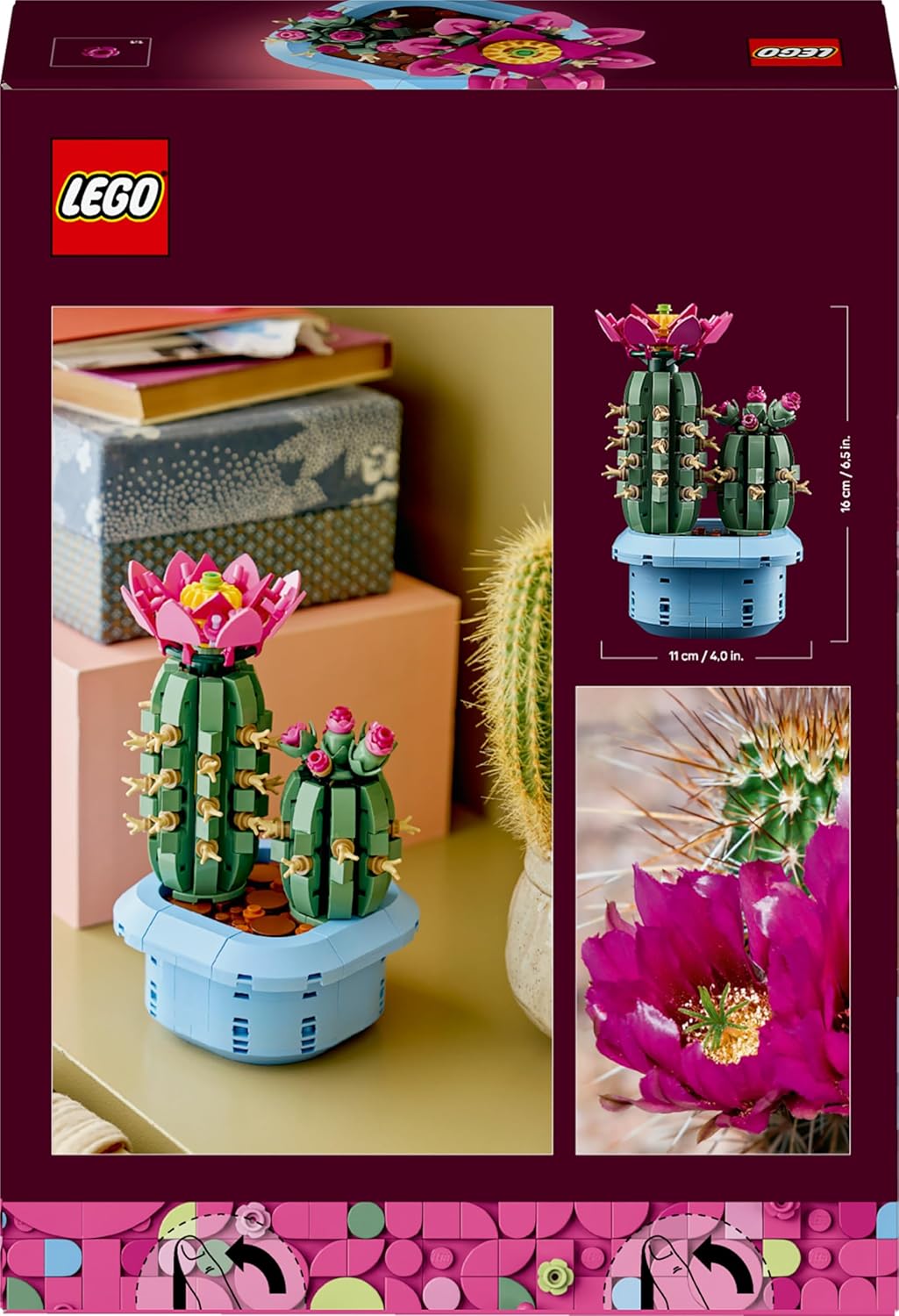 Blühender Kaktus, Flowering Cactus 11509