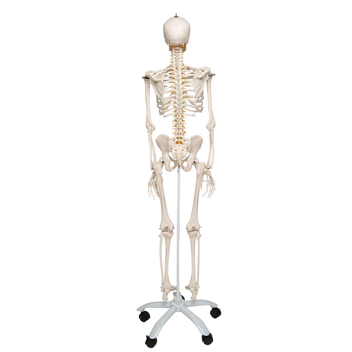 Lebensgrosses flexibles Skelettmodell mit App, Modell Fred, flexibel